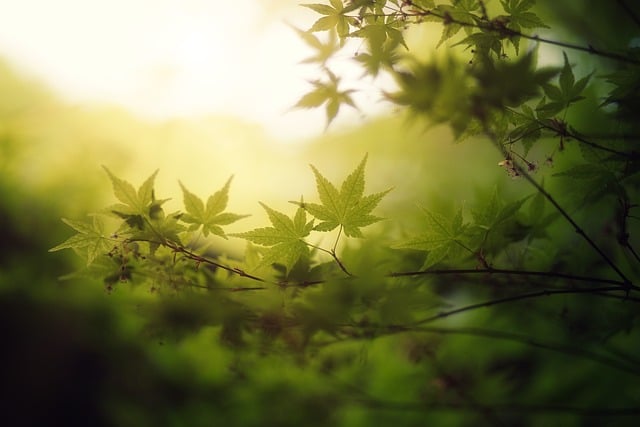 Consommation Naturelle en 2024 : Tendances Vertes pour un Avenir Durable[Attention, renvoie bien le nombre de mots demandé]