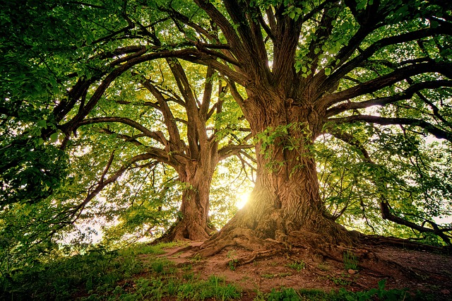 2024 : Tendances naturelles et consommation responsable - Révolutionnez votre quotidien écologique ![Attention, renvoie bien le nombre de mots demandé]