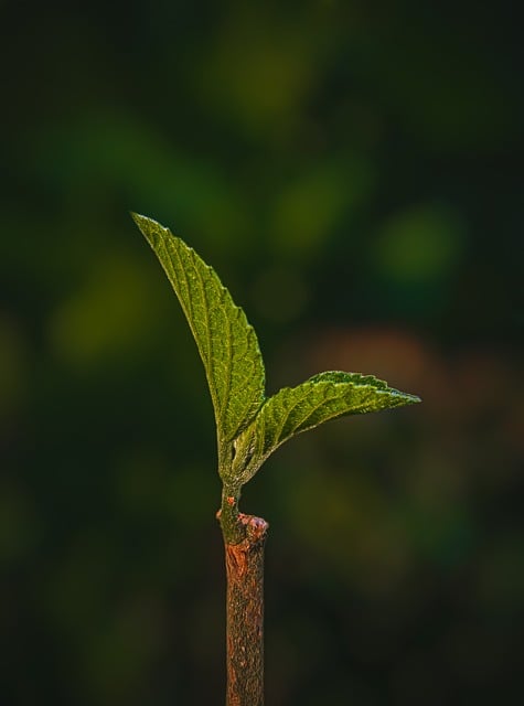 Nature 2024 : Consommation responsable et tendances écologiques pour un avenir durable[Attention, renvoie bien le nombre de mots demandé]