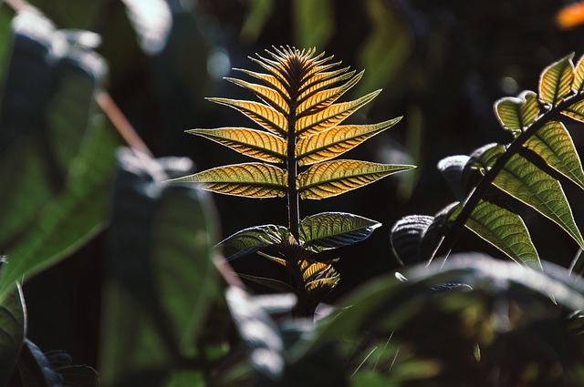 Nature 2024 : Comment préserver l