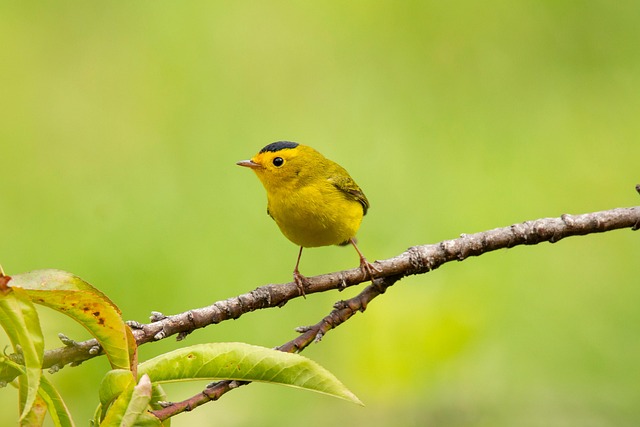 Nature 2024 : Découvrez les tendances en consommation écoresponsable pour préserver notre planète[Attention, renvoie bien le nombre de mots demandé]
