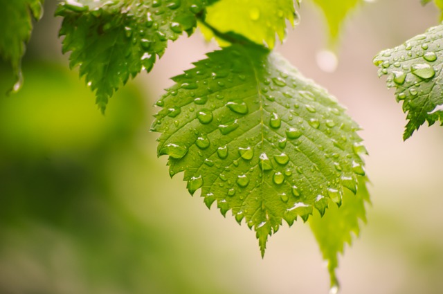 2024 : Protéger la nature et repenser notre consommation pour un avenir durable et écoresponsable[Attention, renvoie bien le nombre de mots demandé]