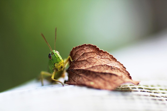 Consommer durable en 2024 Les tendances nature pour un impact positif[Attention, renvoie bien le nombre de mots demandé]